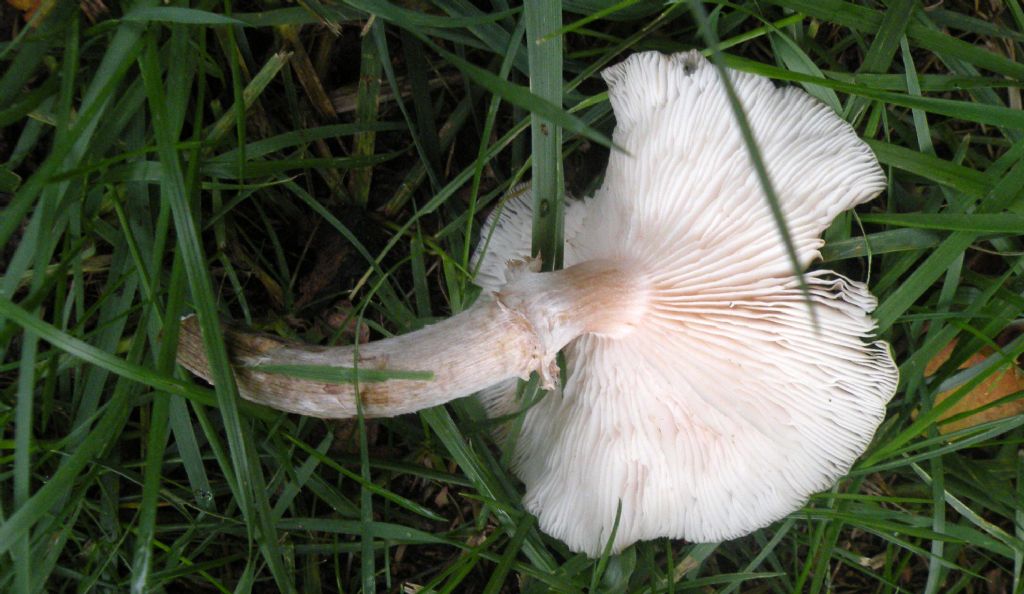 Armillaria forse non mellea...